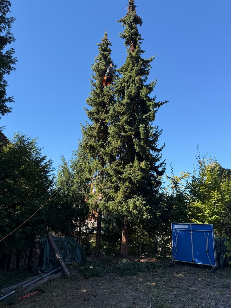 DI Baumpflege und Gartenbau