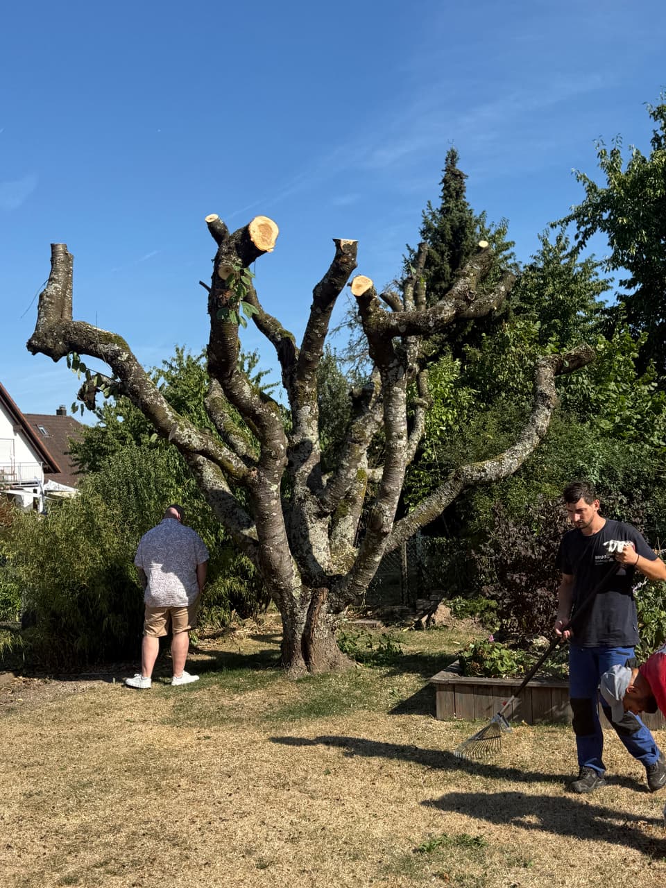 DI Baumpflege und Gartenbau