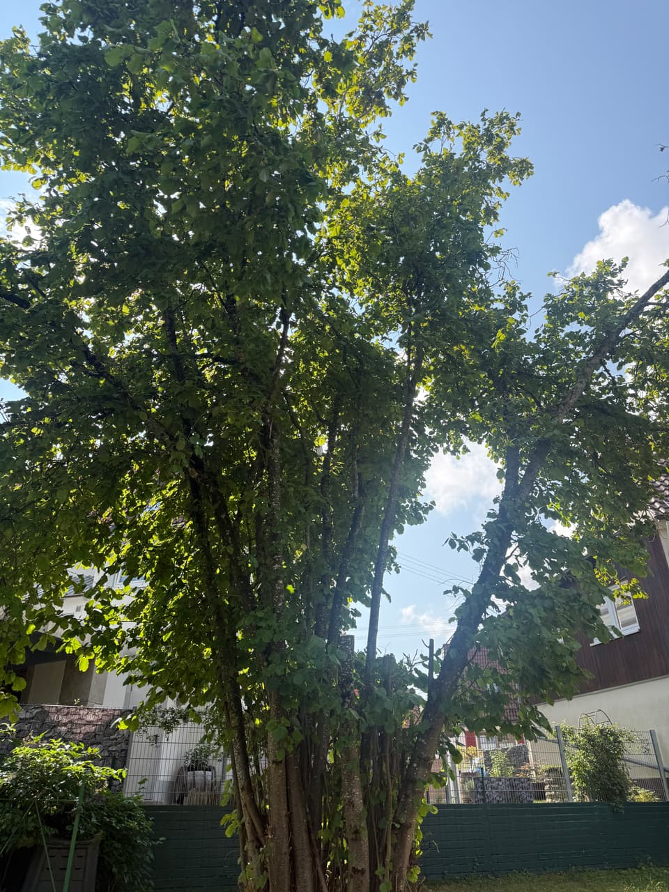 DI Baumpflege und Gartenbau