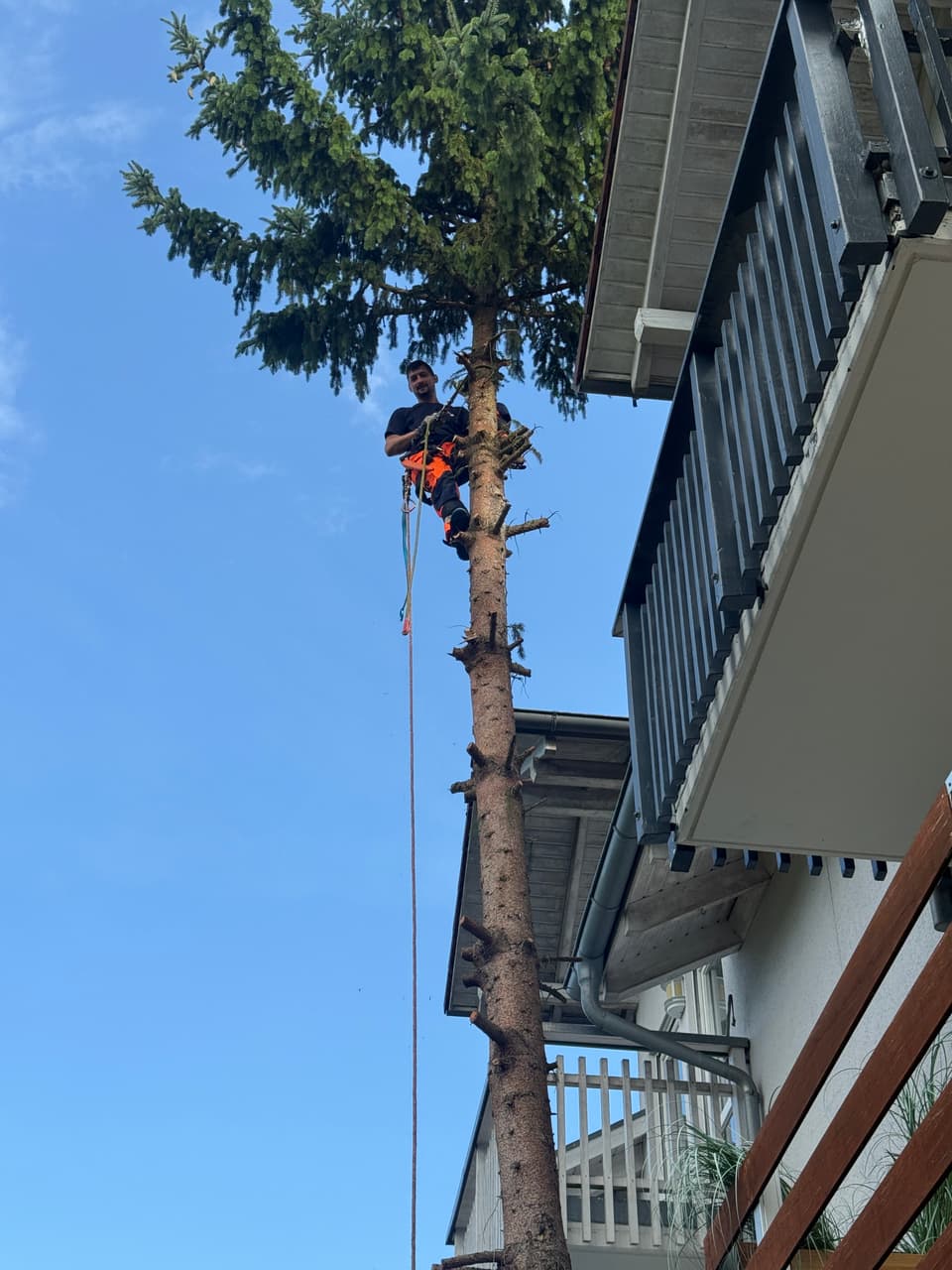 DI Baumpflege und Gartenbau
