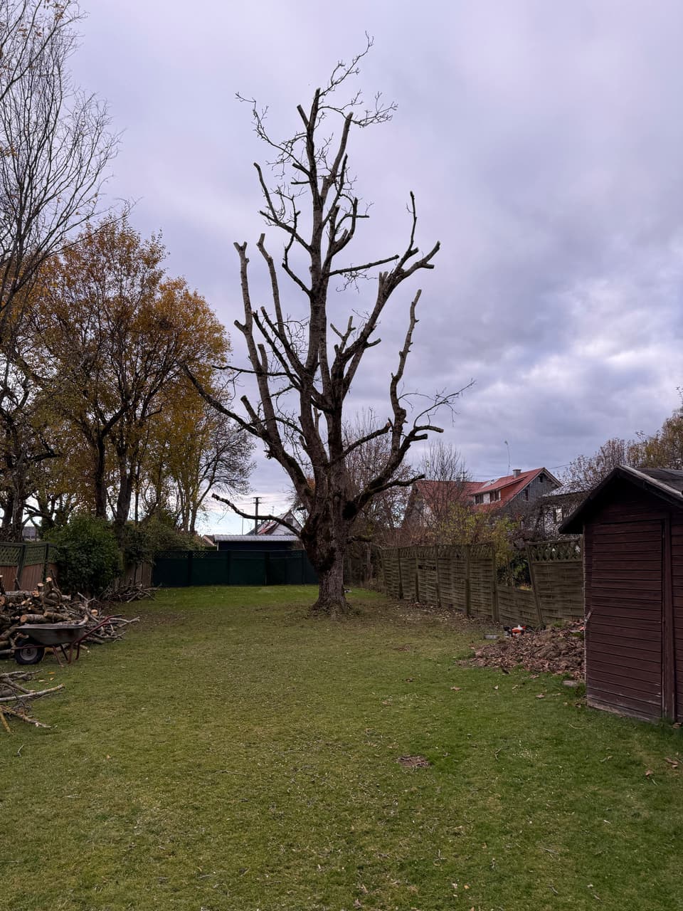 DI Baumpflege und Gartenbau