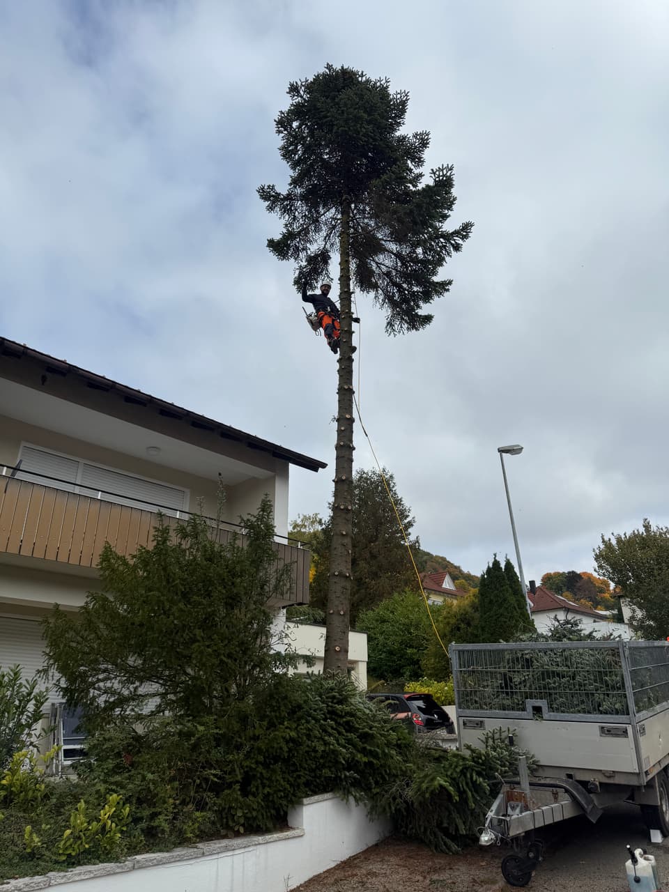 DI Baumpflege und Gartenbau