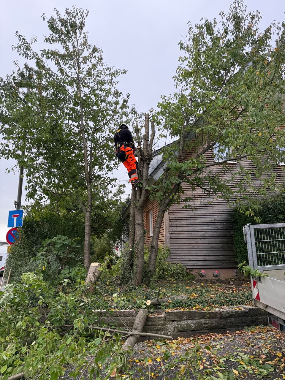 DI Baumpflege und Gartenbau