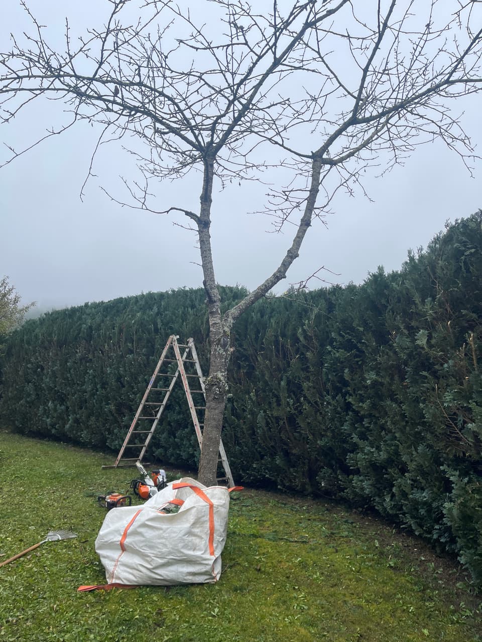 DI Baumpflege und Gartenbau