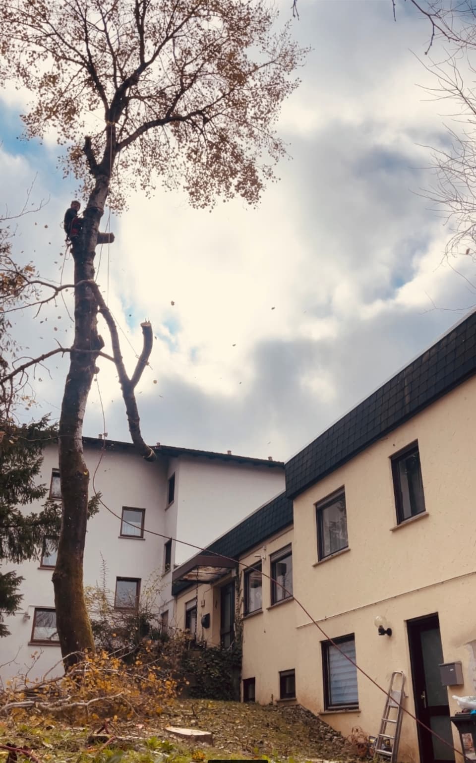 DI Baumpflege und Gartenbau