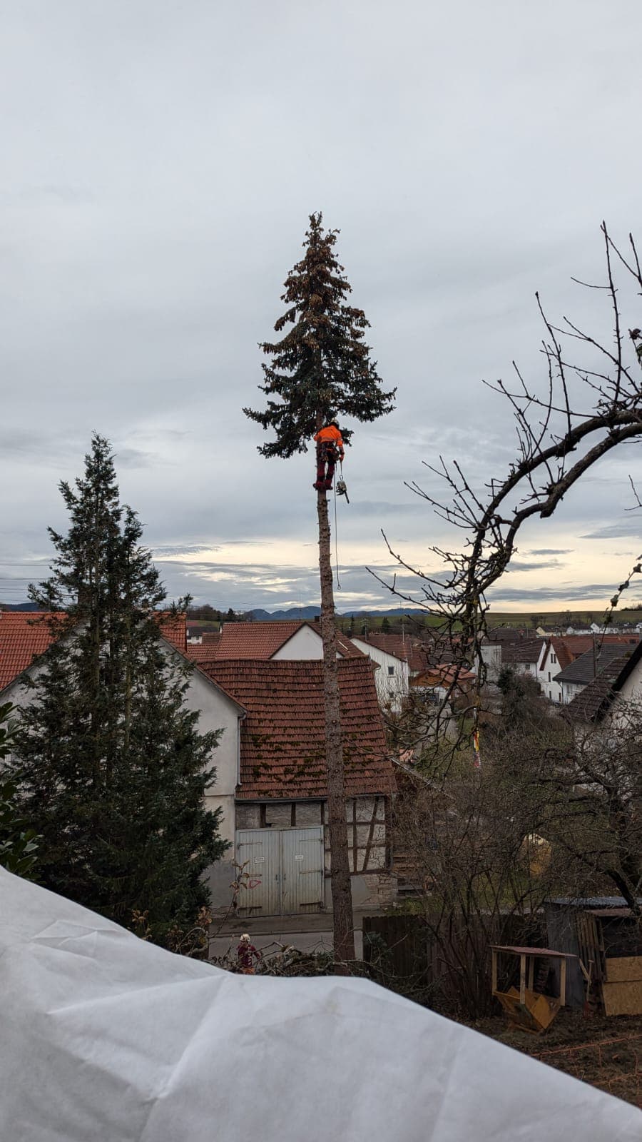 DI Baumpflege und Gartenbau