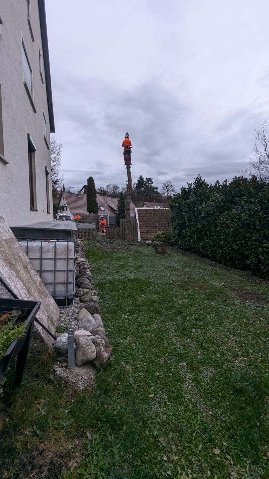 DI Baumpflege und Gartenbau