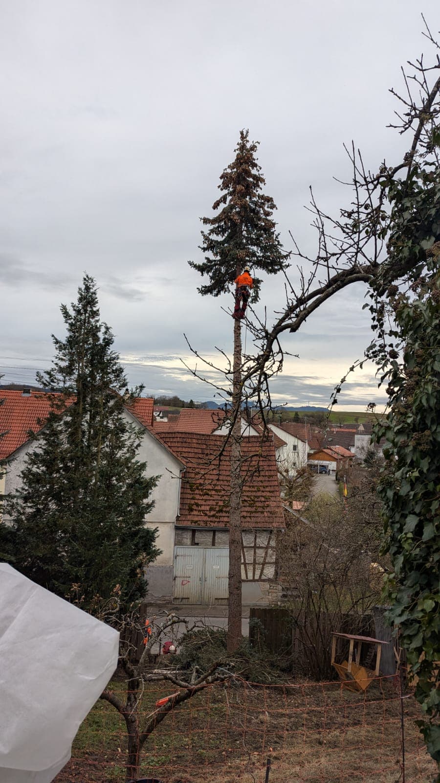DI Baumpflege und Gartenbau