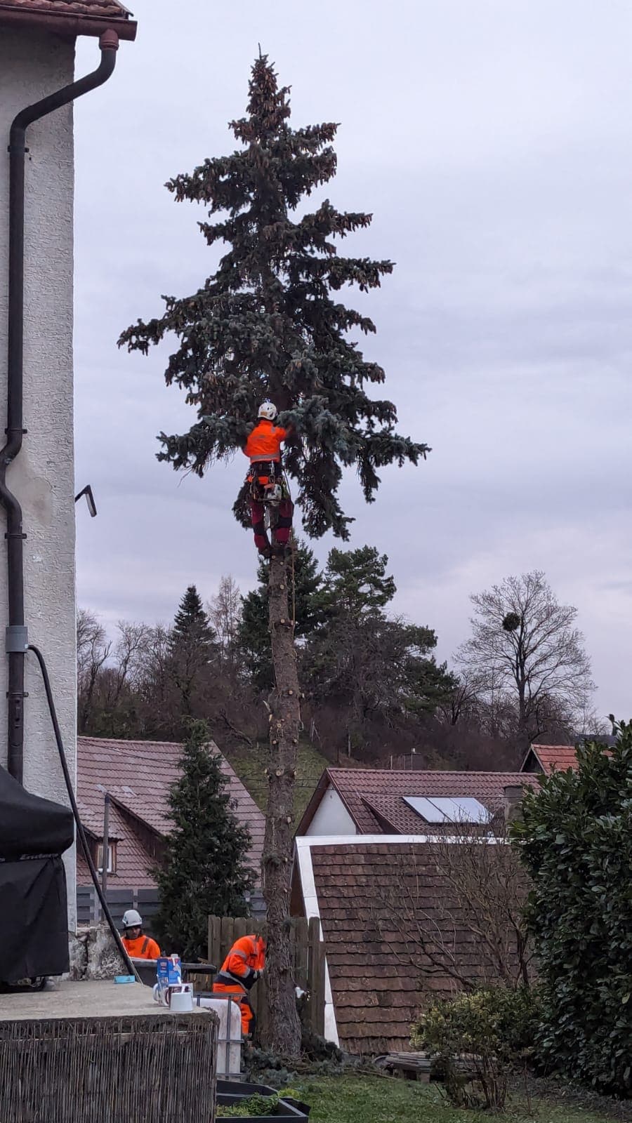 DI Baumpflege und Gartenbau