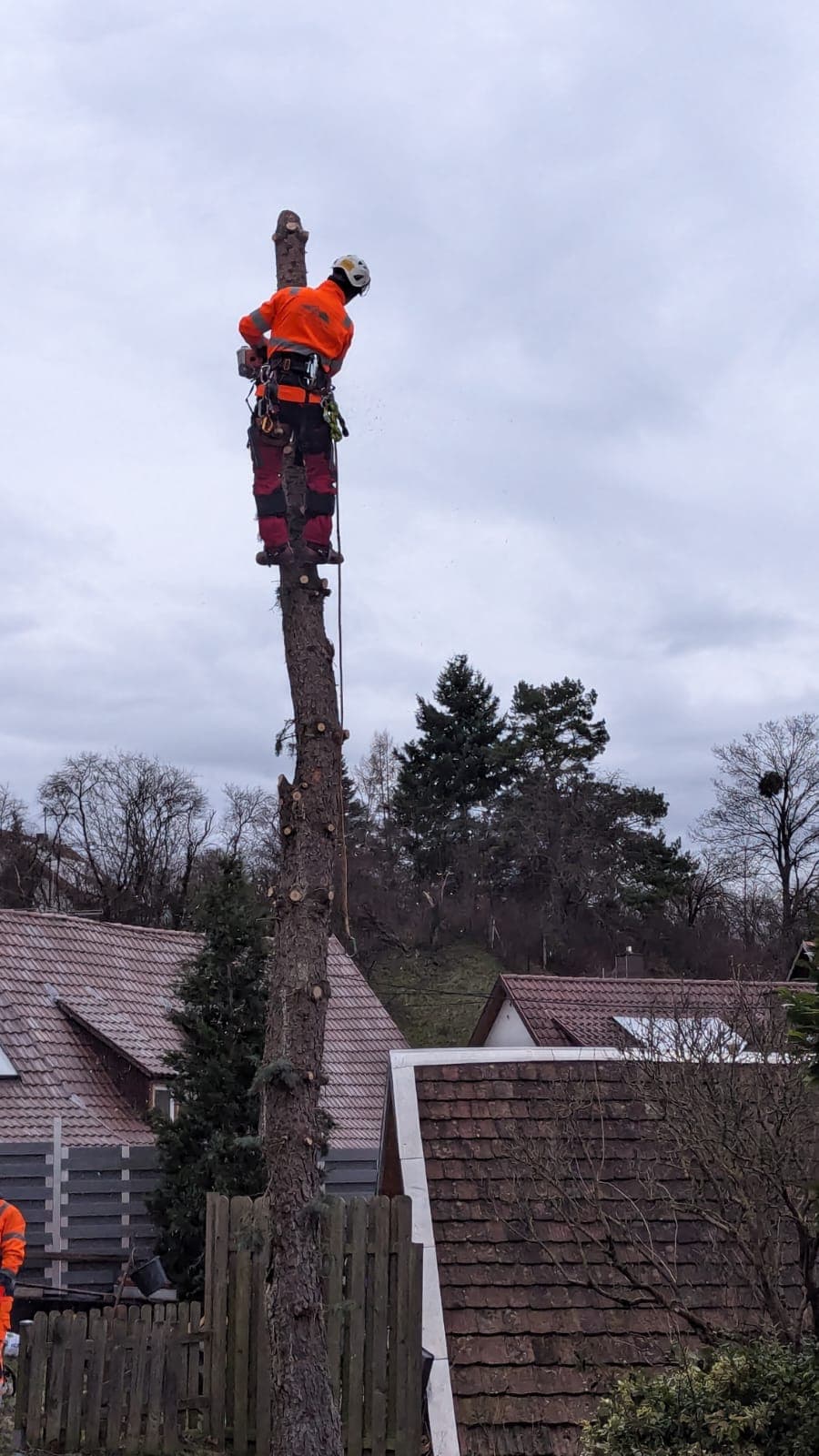 DI Baumpflege und Gartenbau